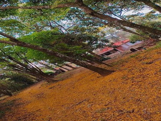 #SF 005 - Sítio para Venda em São Pedro - SP - 2